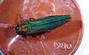 Emerald Ash Borer relative to penny