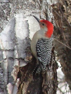 Red-bellied wood-pecker in Island Pond, courtesy Rhonda Bohovich