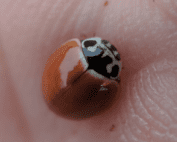 polished lady beetle