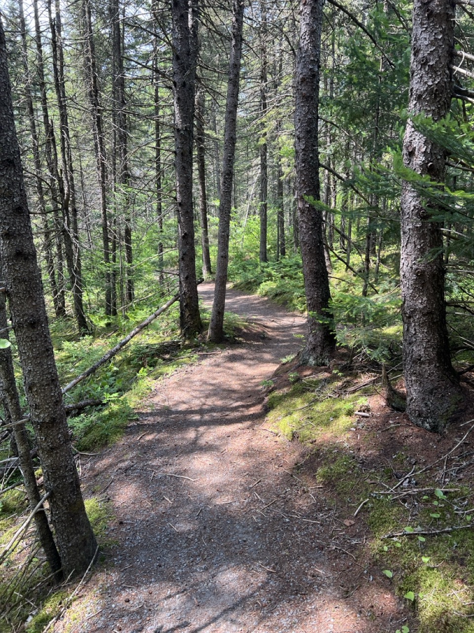 Shaded trail that winds between evergreens.