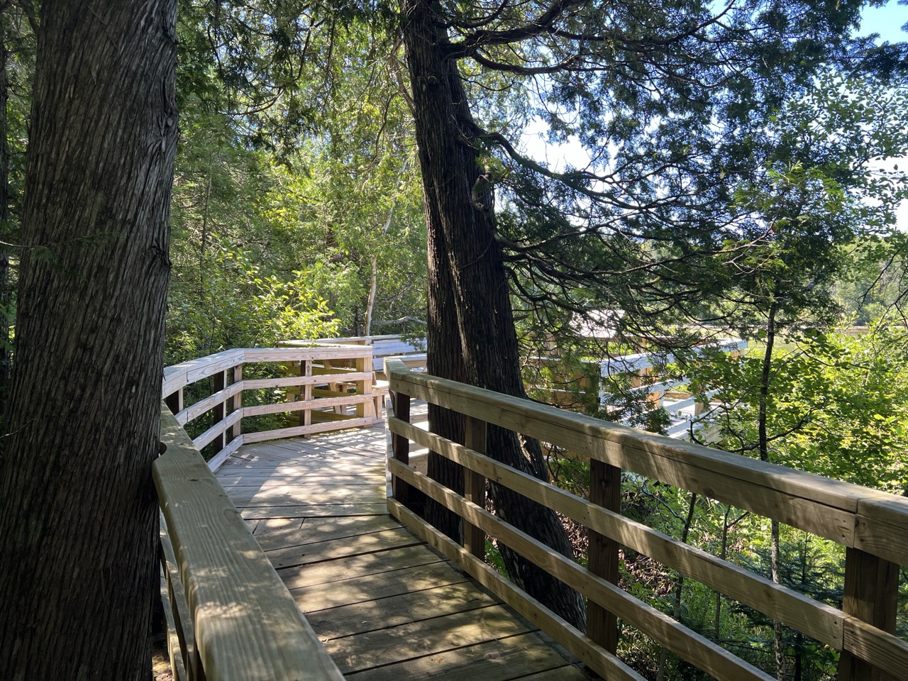 Wooden boardwalk that winds between cedar trees to lake edge.