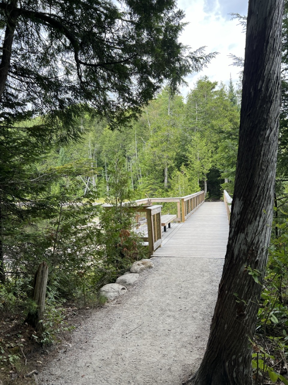 Tree-lined trail leading onto wooden boardwalk overlooking beaver pond.