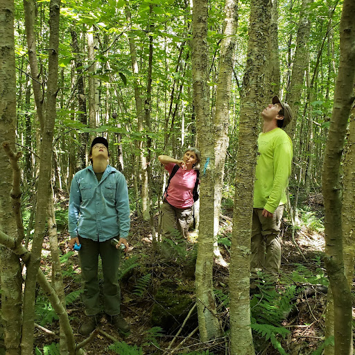 Three people stand looking up in a dense stand of young trees.