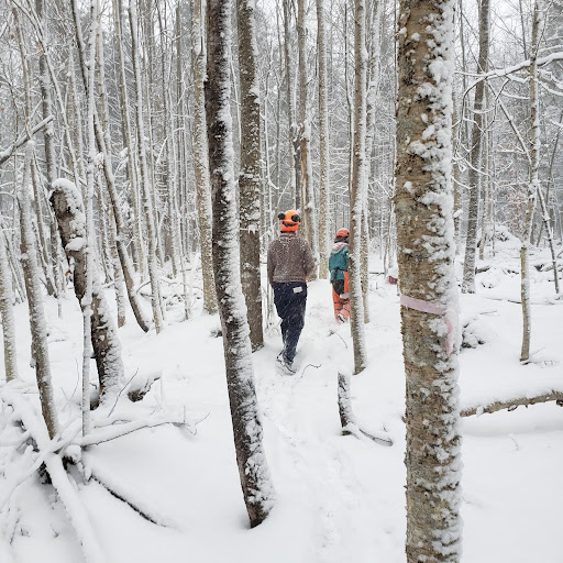 Two people in chainsaw gear walk away from the camera through a young snowy forest.
