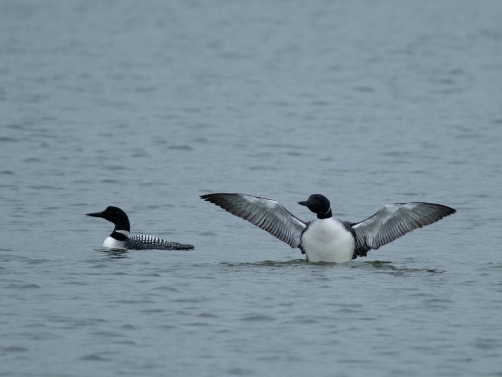 Loon pair photo by Kathlin Simpkins